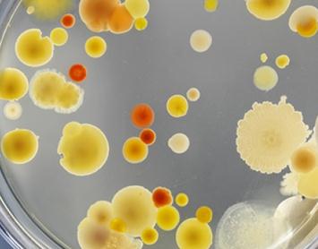 生物染料